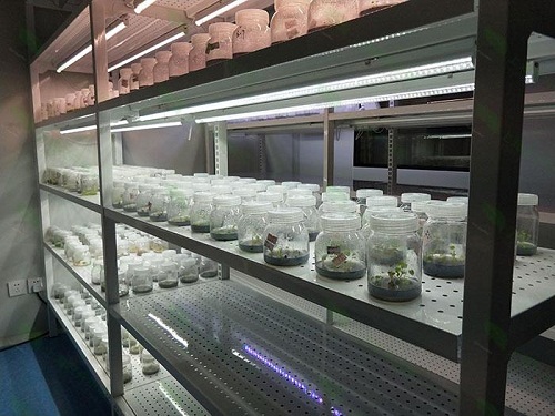 西陵植物组织培养实验室设计建设方案